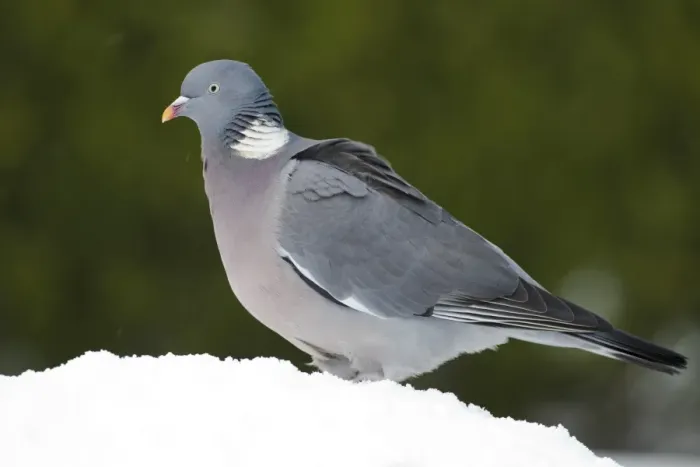 Framed Print : Wood Pigeon (Columbus palumbus) adult, standing in snow covered garden, Chirnside, Berwickshire, Scotland, december Framed Print : Wood Pigeon (Columbus palumbus) adult, standing in snow covered garden, Chirnside, Berwickshire, Scotland, december