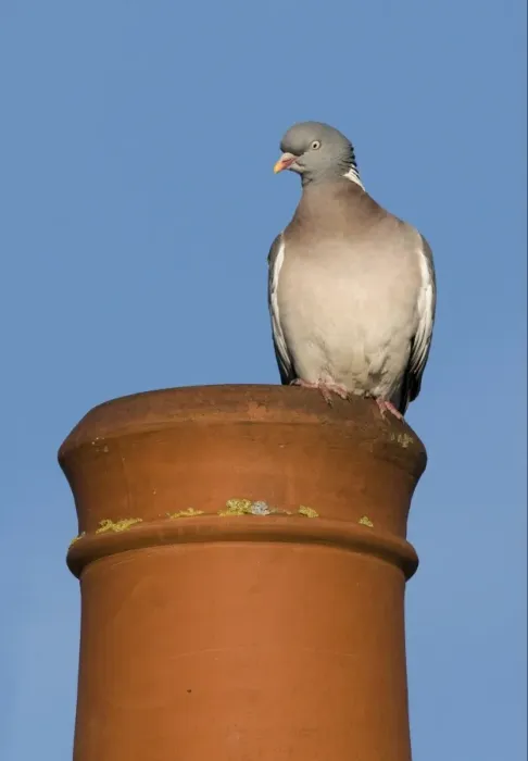 Framed Print : Wood Pigeon (Columbus palumbus) adult, perched on chimney pot in town, Holt, Norfolk, England, february Framed Print : Wood Pigeon (Columbus palumbus) adult, perched on chimney pot in town, Holt, Norfolk, England, february