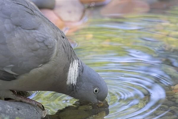 Wood Pigeon (Columbus palumbus) adult, close-up of head, drinking from garden pond, Chirnside, Berwickshire, Scotland, july