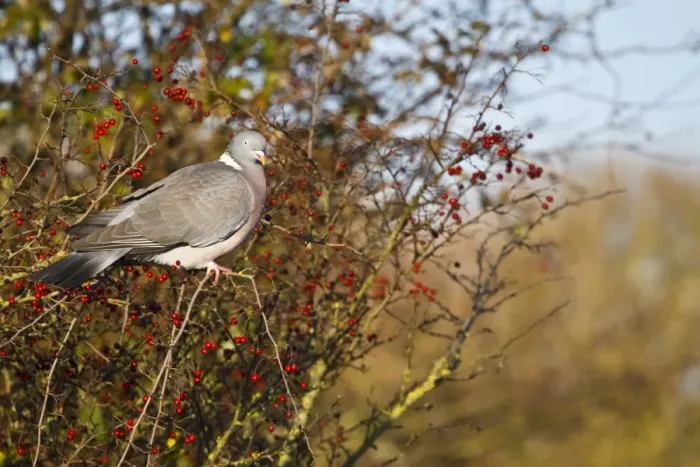Framed Print : Wood Pigeon (Columbus palumbus) adult, feeding on Common Hawthorn (Crataegus monogyna) berries in hedgerow, Dorset, England, november Framed Print : Wood Pigeon (Columbus palumbus) adult, feeding on Common Hawthorn (Crataegus monogyna) berries in hedgerow, Dorset, England, november