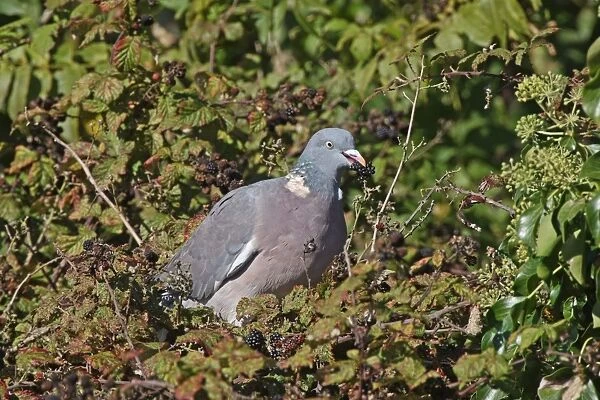 Wood Pigeon (Columbus palumbus) adult, feeding on Bramble (Rubus fruticosus) fruit, Arundel, West Sussex, England, october