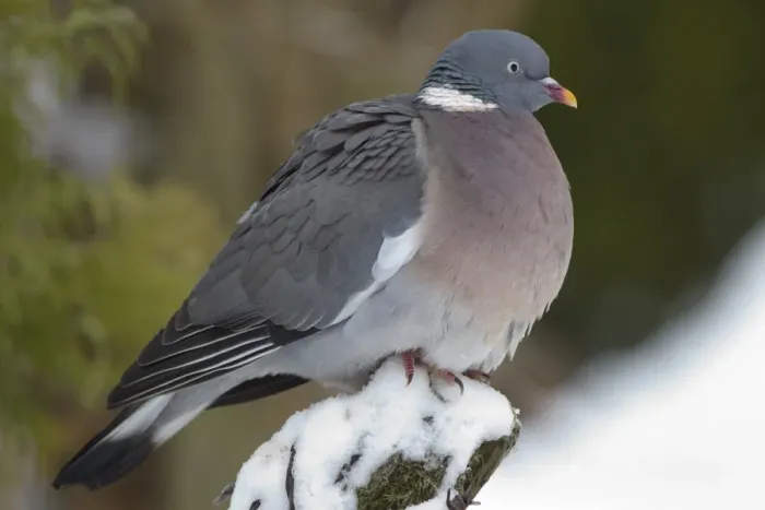 Framed Print : Wood Pigeon (Columbus palumbus) adult, perched on post in snow covered garden, Chirnside, Berwickshire, Scotland, december Framed Print : Wood Pigeon (Columbus palumbus) adult, perched on post in snow covered garden, Chirnside, Berwickshire, Scotland, december