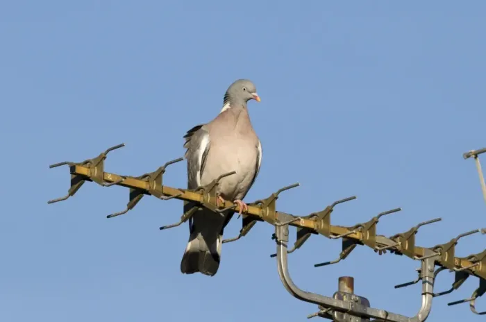 Framed Print : Wood Pigeon (Columbus palumbus) adult, perched on televison aerial in town, Holt, Norfolk, England, february Framed Print : Wood Pigeon (Columbus palumbus) adult, perched on televison aerial in town, Holt, Norfolk, England, february