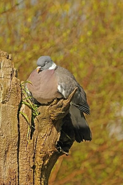 Wood Pigeon (Columbus palumbus) adult, sleeping, perched on tree stump, Oxfordshire, England, march