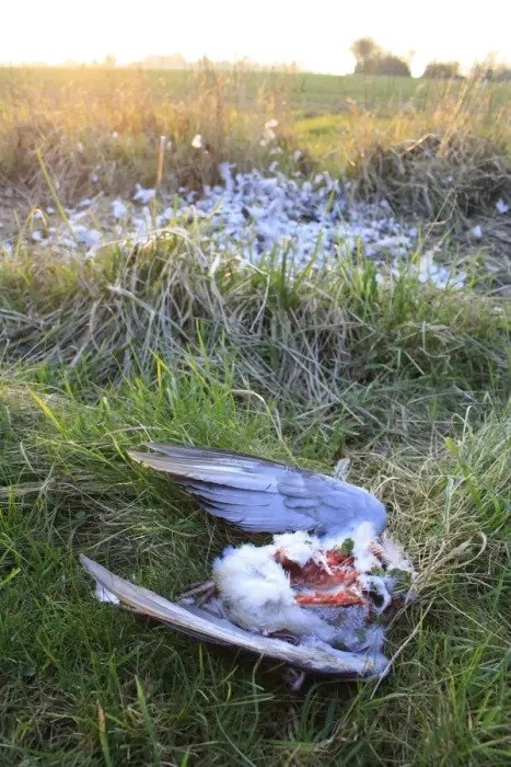 Framed Print : Wood Pigeon (Columbus palumbus) dead adult, killed, plucked and eaten by raptor, on field headland in evening, Suffolk, England, march Framed Print : Wood Pigeon (Columbus palumbus) dead adult, killed, plucked and eaten by raptor, on field headland in evening, Suffolk, England, march