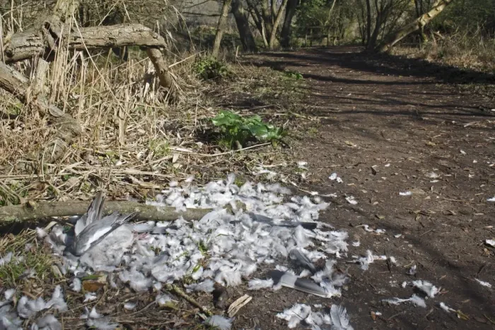 Framed Print : Wood Pigeon (Columbus palumbus) dead adult, killed and plucked by raptor, on woodland path, Lackford Lakes Nature Reserve, Suffolk, England, march Framed Print : Wood Pigeon (Columbus palumbus) dead adult, killed and plucked by raptor, on woodland path, Lackford Lakes Nature Reserve, Suffolk, England, march