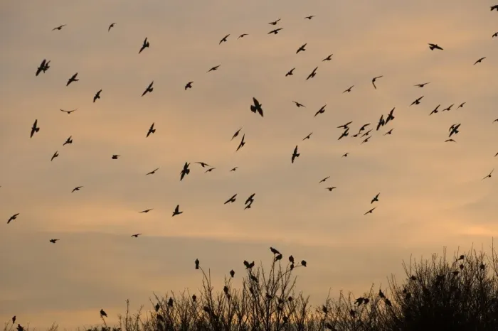 Framed Print : Wood Pigeon (Columbus palumbus) flock, in flight, arriving at winter roost, silhouetted at sunset, Cley, Norfolk, England, january