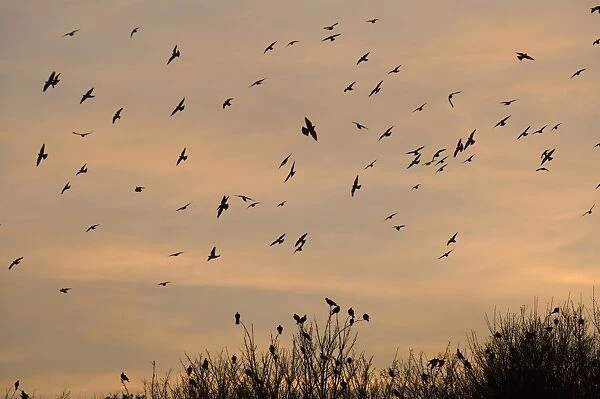 Wood Pigeon (Columbus palumbus) flock, in flight, arriving at winter roost, silhouetted at sunset, Cley, Norfolk, England, january