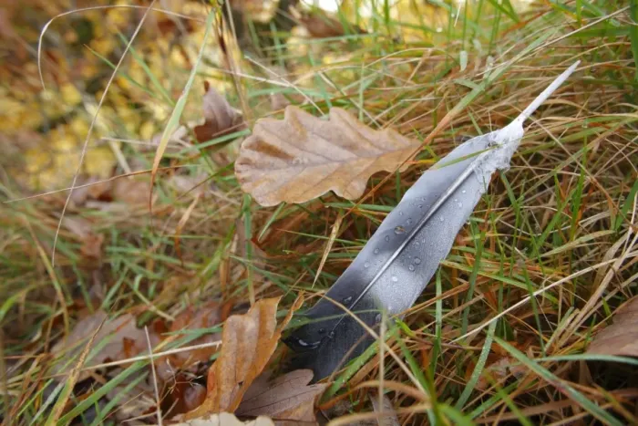 Framed Print : Wood Pigeon (Columbus palumbus) wing feather, on grass amongst fallen leaves, Powys, Wales, november Framed Print : Wood Pigeon (Columbus palumbus) wing feather, on grass amongst fallen leaves, Powys, Wales, november