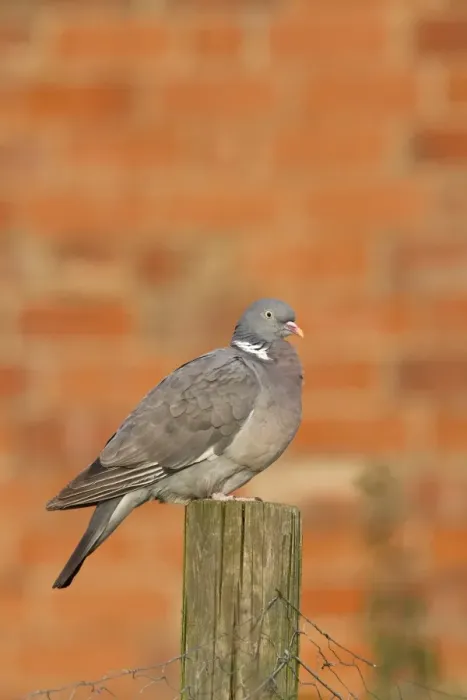 Framed Print : Wood Pigeon on fencing post with red brick wall behind Framed Print : Wood Pigeon on fencing post with red brick wall behind