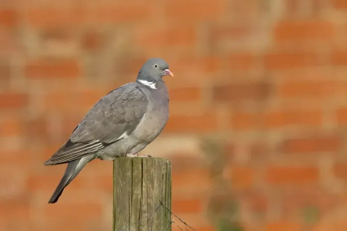 Framed Print : Wood Pigeon on fencing post with red brick wall behind Framed Print : Wood Pigeon on fencing post with red brick wall behind