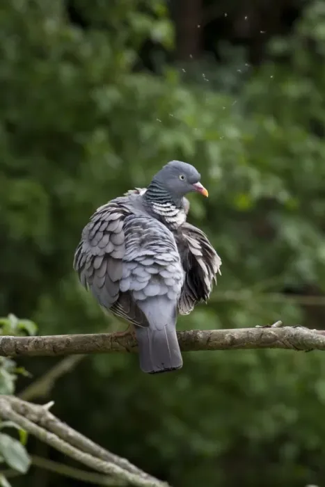 Framed Print : Wood Pigeon preening its feathers. Note the gnats flying above the head of the bird Framed Print : Wood Pigeon preening its feathers. Note the gnats flying above the head of the bird