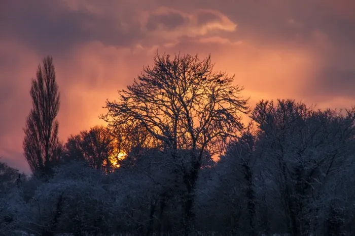 Framed Print : Wood pigeons roost on snow covered trees as the winter sun sets Framed Print : Wood pigeons roost on snow covered trees as the winter sun sets