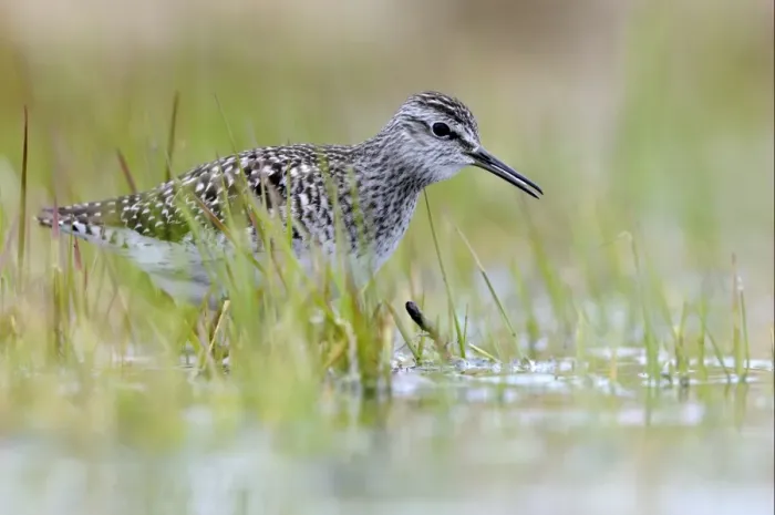 Framed Print : Wood Sandpiper (Tringa glareola) adult, foraging amongst aquatic vegetation, Varnager, Norway, may Framed Print : Wood Sandpiper (Tringa glareola) adult, foraging amongst aquatic vegetation, Varnager, Norway, may