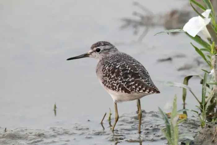 Framed Print : Wood Sandpiper (Tringa glareola) adult, standing in shallow water, Long Valley, Hong Kong, China, october Framed Print : Wood Sandpiper (Tringa glareola) adult, standing in shallow water, Long Valley, Hong Kong, China, october