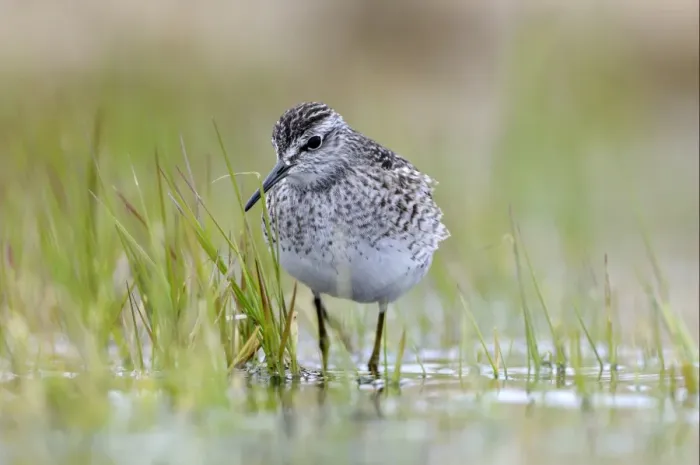 Framed Print : Wood Sandpiper (Tringa glareola) adult, foraging amongst aquatic vegetation, Varnager, Norway, may