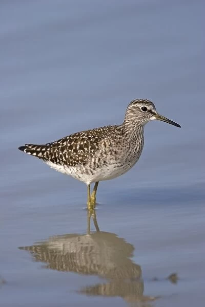 Wood Sandpiper (Tringa glareola) adult, summer plumage, standing in shallow water, Kos, Dodecanese, Aegean, Greece, May