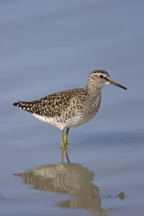 Framed Print : Wood Sandpiper (Tringa glareola) adult, summer plumage, standing in shallow water, Kos, Dodecanese, Aegean, Greece, May Framed Print : Wood Sandpiper (Tringa glareola) adult, summer plumage, standing in shallow water, Kos, Dodecanese, Aegean, Greece, May