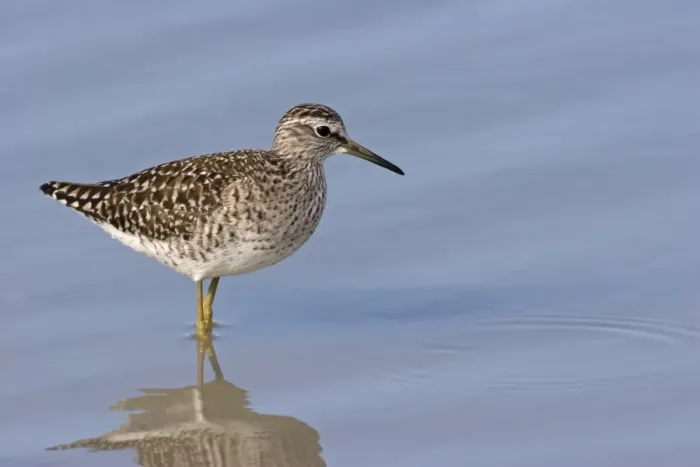 Framed Print : Wood Sandpiper (Tringa glareola) adult, summer plumage, standing in shallow water, Kos, Dodecanese, Aegean, Greece, May Framed Print : Wood Sandpiper (Tringa glareola) adult, summer plumage, standing in shallow water, Kos, Dodecanese, Aegean, Greece, May