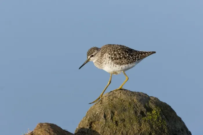 Framed Print : Wood Sandpiper (Tringa glareola) adult, walking across rocks, Suffolk, England, May Framed Print : Wood Sandpiper (Tringa glareola) adult, walking across rocks, Suffolk, England, May