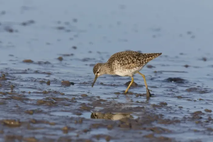 Framed Print : Wood Sandpiper (Tringa glareola) adult, foraging on mud, Suffolk, England, May