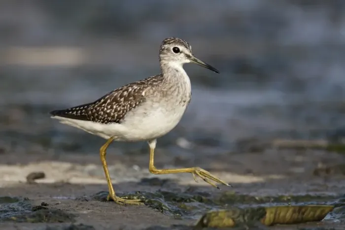 Framed Print : Wood Sandpiper (Tringa glareola) adult, non-breeding plumage, walking on dry drainage channel bank, Hong Kong, China Framed Print : Wood Sandpiper (Tringa glareola) adult, non-breeding plumage, walking on dry drainage channel bank, Hong Kong, China