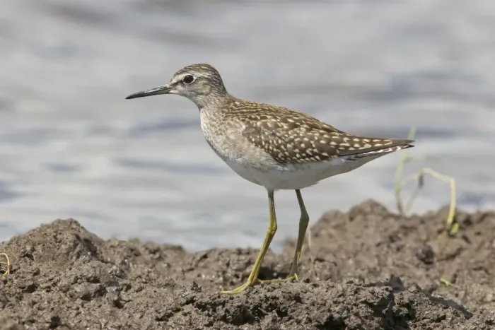 Framed Print : Wood Sandpiper (Tringa glareola) adult, standing on mud at edge of water, Suffolk, England, August Framed Print : Wood Sandpiper (Tringa glareola) adult, standing on mud at edge of water, Suffolk, England, August