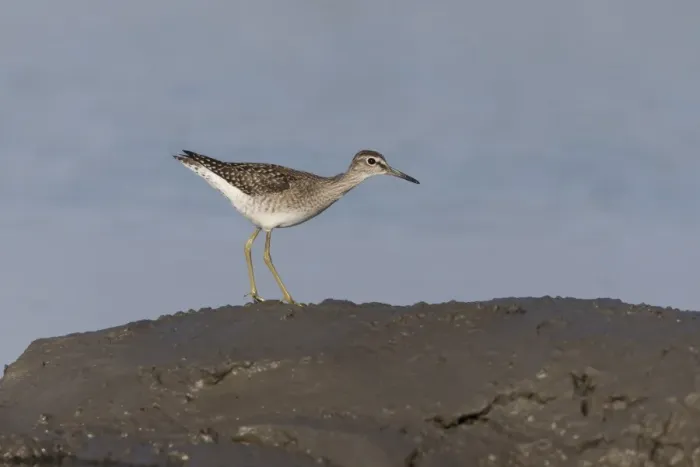 Framed Print : Wood Sandpiper (Tringa glareola) juvenile, standing on mud at edge of water, Suffolk, England, September