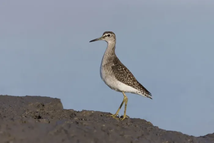 Framed Print : Wood Sandpiper (Tringa glareola) juvenile, standing on mud at edge of water, Suffolk, England, September Framed Print : Wood Sandpiper (Tringa glareola) juvenile, standing on mud at edge of water, Suffolk, England, September