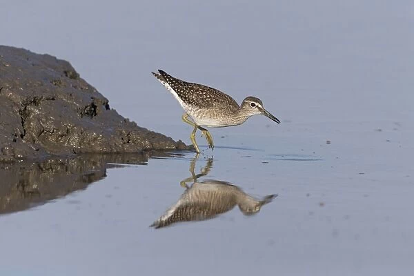 Wood Sandpiper (Tringa glareola) juvenile, feeding in shallows, picking insects from surface of water, Suffolk
