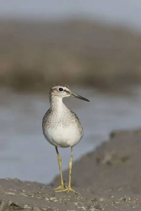 Framed Print : Wood Sandpiper (Tringa glareola) juvenile, standing on mud at edge of water, Suffolk, England, September