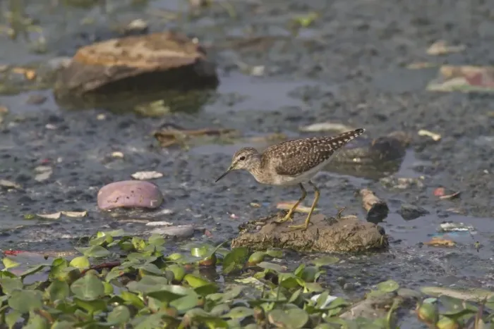 Framed Print : Wood Sandpiper (Tringa glareola) juvenile, foraging in shallow water amongst rubbish, Rajasthan, India, February Framed Print : Wood Sandpiper (Tringa glareola) juvenile, foraging in shallow water amongst rubbish, Rajasthan, India, February