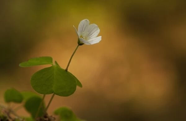 Wood Sorrel (Oxalis acetosella) flowering, growing in woodland, Sheffield, South Yorkshire, England, april