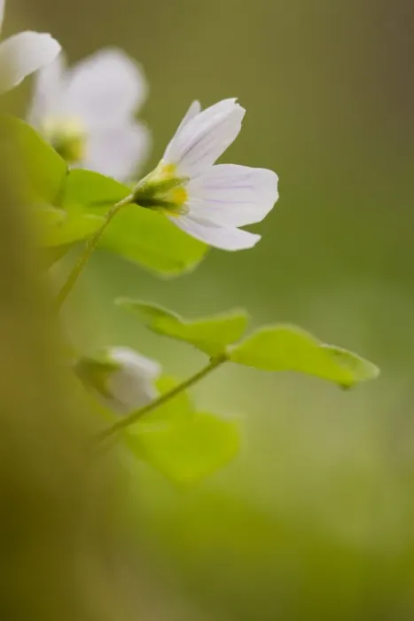Framed Print : Wood Sorrel (Oxalis acetosella) flowering, Powys, Wales, May Framed Print : Wood Sorrel (Oxalis acetosella) flowering, Powys, Wales, May