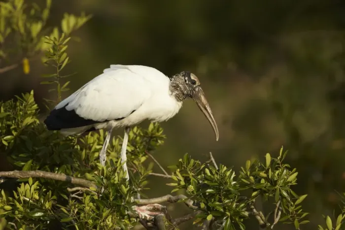 Framed Print : Wood Stork (Mycteria americana) adult, standing on branches in mangrove treetop, Florida, U. S. A. February Framed Print : Wood Stork (Mycteria americana) adult, standing on branches in mangrove treetop, Florida, U. S. A. February
