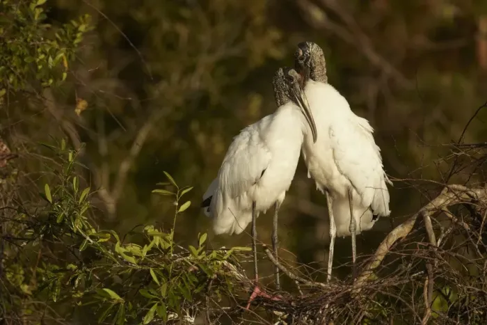 Framed Print : Wood Stork (Mycteria americana) adult pair, bonding behaviour at nestsite in mangrove treetops, Florida, U. S. A