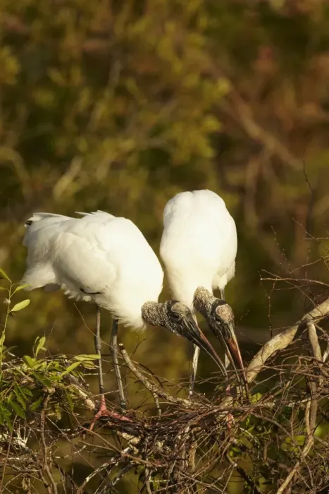 Framed Print : Wood Stork (Mycteria americana) adult pair, bonding behaviour at nestsite in mangrove treetops, Florida, U. S. A