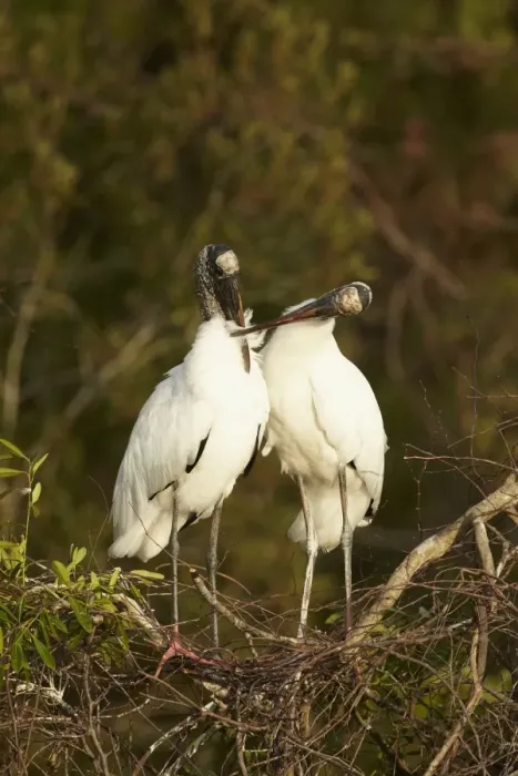 Framed Print : Wood Stork (Mycteria americana) adult pair, mutual preening, bonding behaviour at nestsite in mangrove treetops