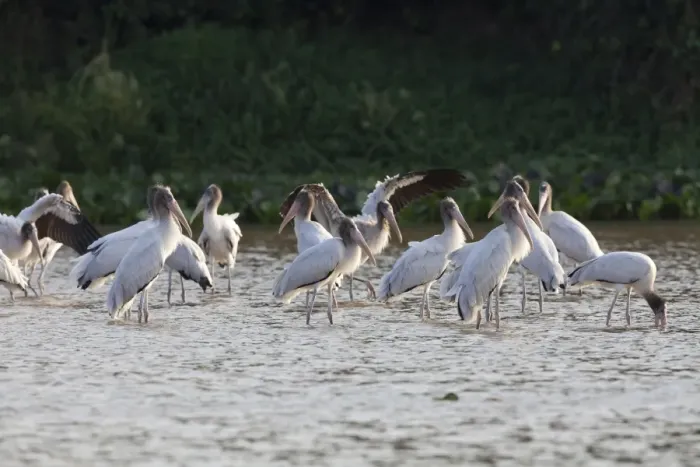Framed Print : Wood Stork (Mycteria americana) juveniles, flock standing in river, Paraguay River, Pantanal, Mato Grosso, Brazil