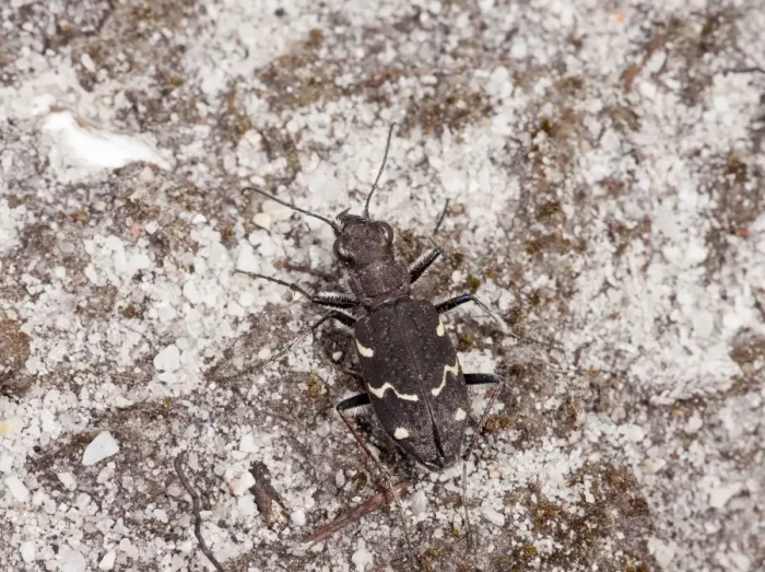 Framed Print : Wood Tiger Beetle (Cicindela sylvatica) adult, on sandy heathland, Dorset, England, May
