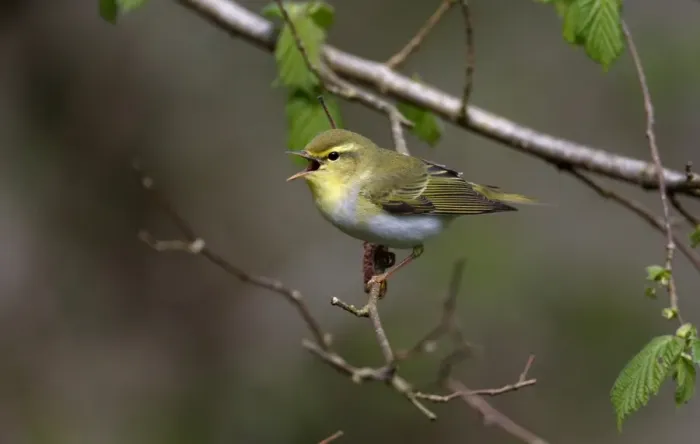 Framed Print : Wood Warbler (Phylloscopus sibilatrix) adult, singing, perched on twig, Warwickshire, England, April Framed Print : Wood Warbler (Phylloscopus sibilatrix) adult, singing, perched on twig, Warwickshire, England, April