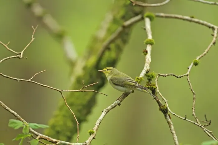 Framed Print : Wood Warbler (Phylloscopus sibilatrix) adult, perched on branch, Wood of Cree RSPB Reserve, Dumfries and Galloway, Scotland, may Framed Print : Wood Warbler (Phylloscopus sibilatrix) adult, perched on branch, Wood of Cree RSPB Reserve, Dumfries and Galloway, Scotland, may