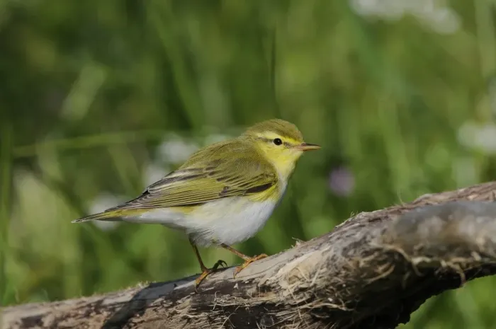 Framed Print : Wood Warbler (Phylloscopus sibilatrix) adult, summer plumage, perched on branch, Lemnos, Greece, April Framed Print : Wood Warbler (Phylloscopus sibilatrix) adult, summer plumage, perched on branch, Lemnos, Greece, April