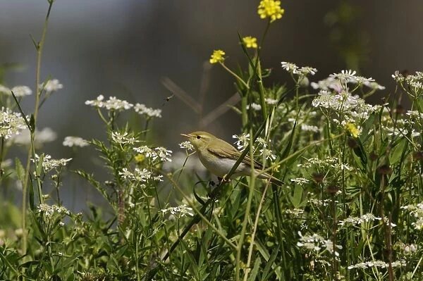 Wood Warbler (Phylloscopus sibilatrix) adult, summer plumage, foraging amongst wildflowers, Lemnos, Greece, April