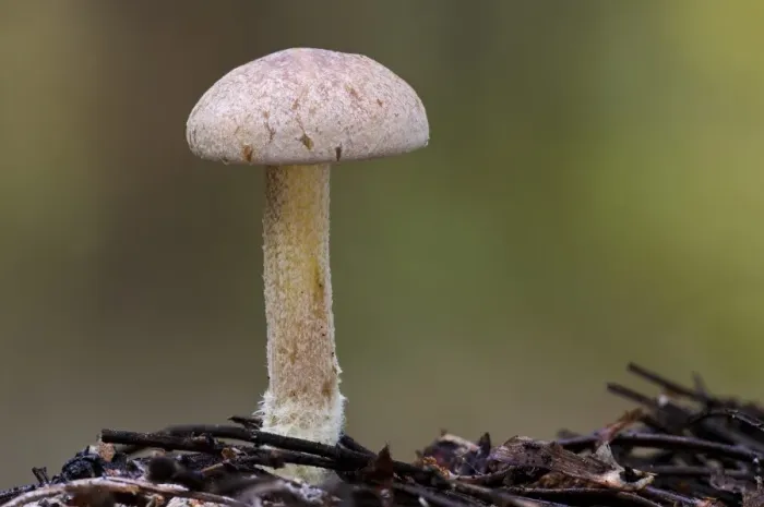 Framed Print : Wood Woolly-foot (Gymnopus peronatus) fruiting body, showing hairy base to stipe from which it gets name, Clumber Park Framed Print : Wood Woolly-foot (Gymnopus peronatus) fruiting body, showing hairy base to stipe from which it gets name, Clumber Park