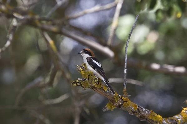 Woodchat Shrike -Coto Donana, Spain