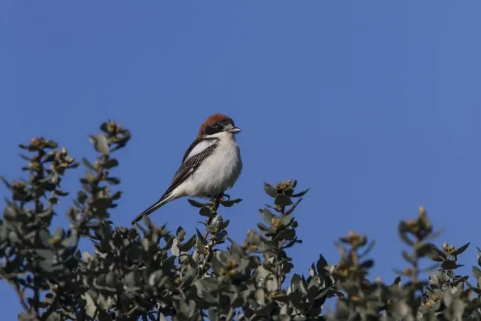Framed Print : Woodchat Shrike female - Extremadura Spain