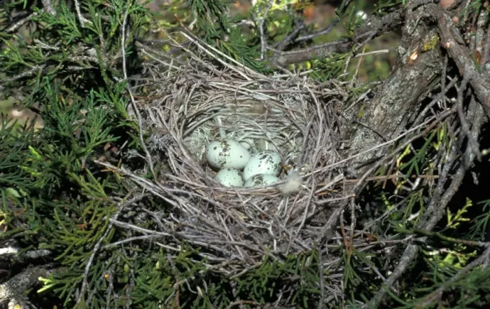 Framed Print : Woodchat Shrike (Lanius senator) four eggs in nest Framed Print : Woodchat Shrike (Lanius senator) four eggs in nest