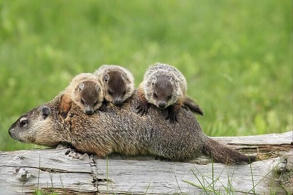 Woodchuck (Marmota monax) adult, carrying three young on back, Minnesota, U. S. A
