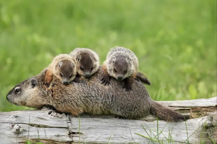 Framed Print : Woodchuck (Marmota monax) adult, carrying three young on back, Minnesota, U. S. A Framed Print : Woodchuck (Marmota monax) adult, carrying three young on back, Minnesota, U. S. A